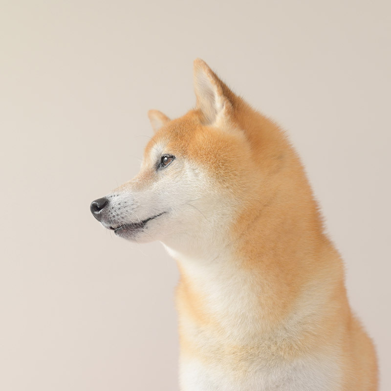 柴犬
